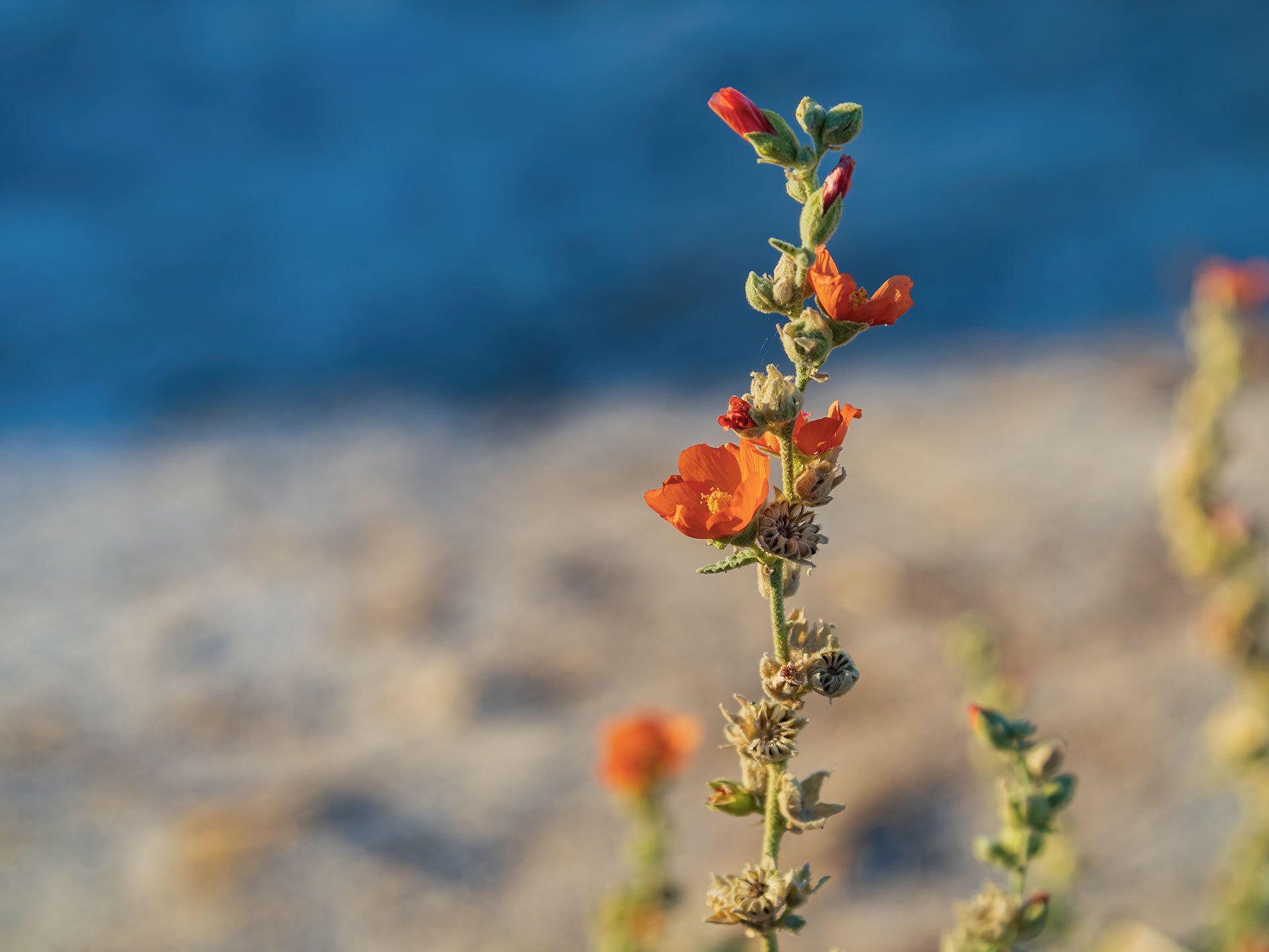 Local flora that can be found on-site at ULUM Moab